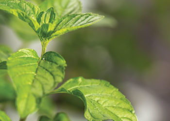 Recipes to Put You in Mint Condition