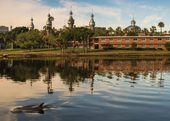Dolphins and Sport Fish are Returning to Downtown’s Waters