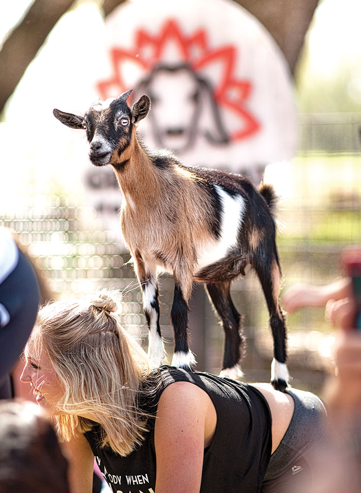 The new kid craze: Goat Yoga
