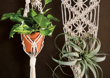 Guide to Hanging Plants