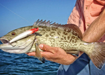 Searching for Kingfish with Madeira Beach’s Dave Zalewski