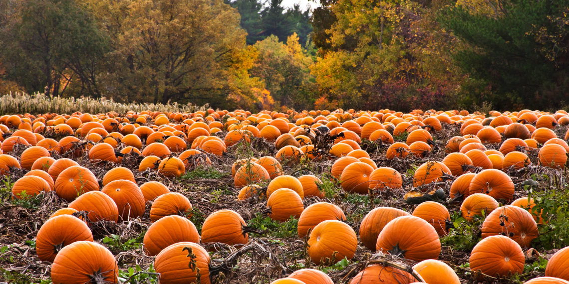 Get Pumped for Tampa Bay's Pumpkin Patches Tampa Magazine