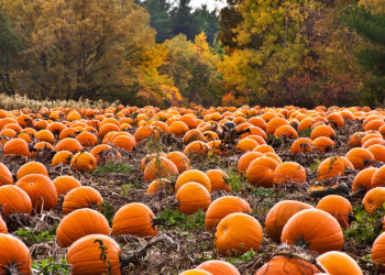 Get Pumped for Tampa Bay’s Pumpkin Patches