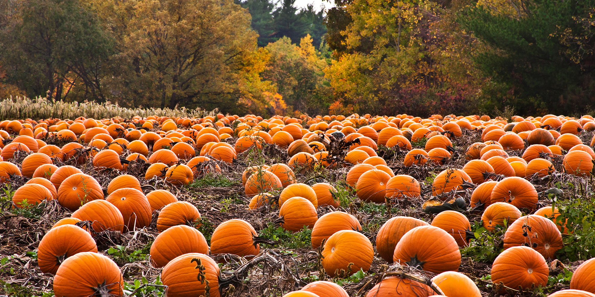 Get Pumped For Tampa Bay s Pumpkin Patches Tampa Magazine