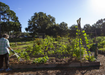 How to Start a Community or Organic Garden
