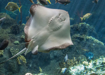 10 Ways to Entertain Your Family Over the Holidays in Tampa