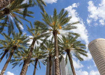 How Phoenix Palm Decline is Killing Tampa’s Palm Trees