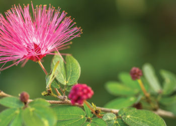 Get Your Garden Ready for Summer