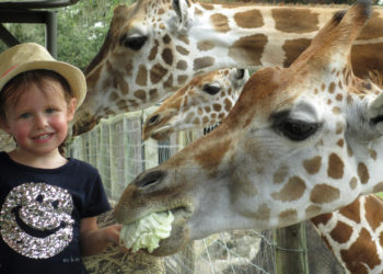 3 Places to Have an Animal Adventure in Tampa Bay