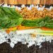 3 Vegan Recipes from Tampa Bay Chefs