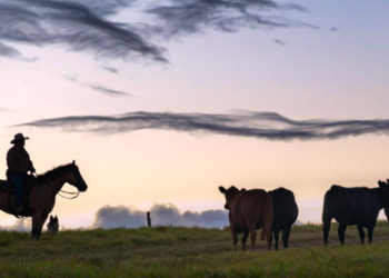 Sustainable Cattle Farming Key To Helping Environment