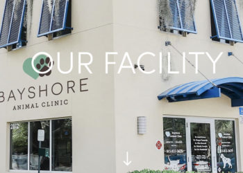 TAMPA Magazines 2022 Best of the City: Best Veterinarian