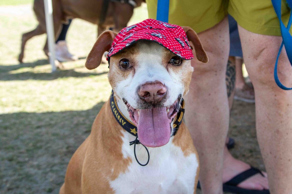 Humane Society of Tampa Bay - Tampa Magazine