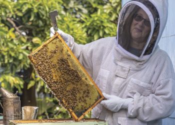 A Bee’s Place: Making Honey in St. Petersburg