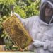 A Bee’s Place: Making Honey in St. Petersburg