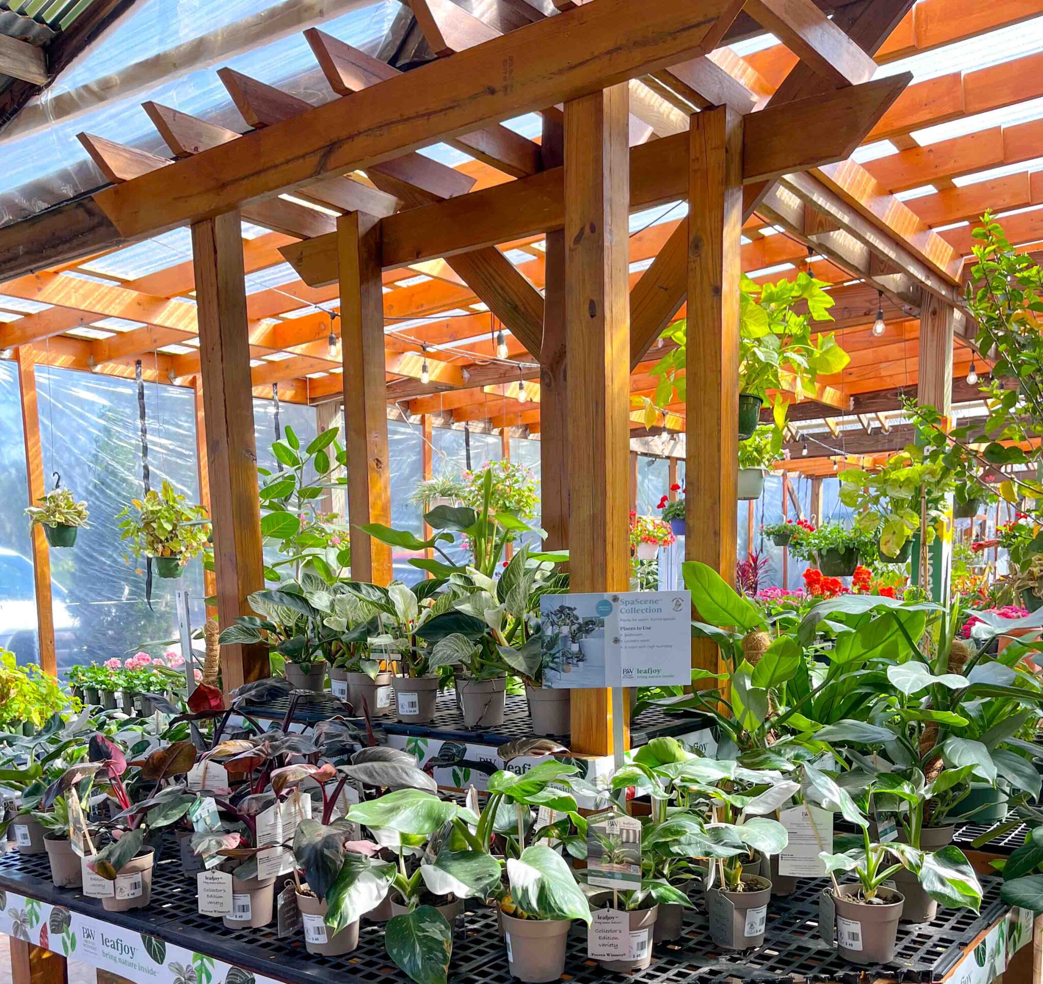 Where to Buy Plants in Tampa and St. Pete - Tampa Magazine