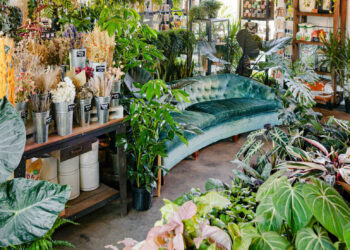 Where to Buy Plants in Tampa and St. Pete