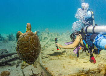 Unveiling Key Biscayne’s Underwater Marvels with Diver’s Paradise