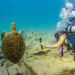 Unveiling Key Biscayne’s Underwater Marvels with Diver’s Paradise