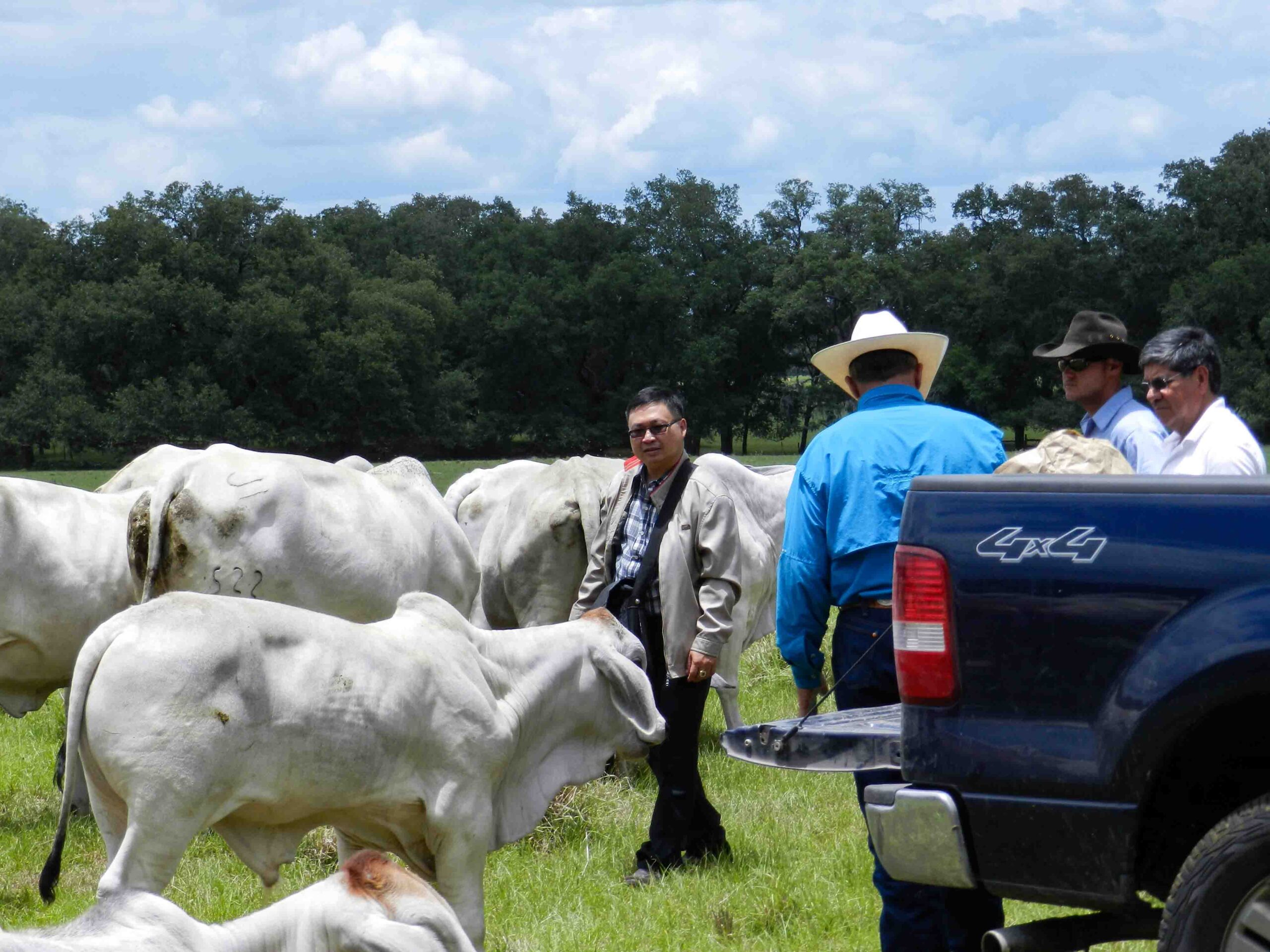 Florida Cattle Ranchers: Stewards of the Land - Tampa Magazine