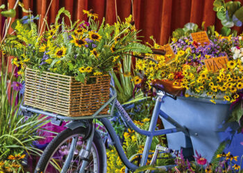 The Gallery: “Flower Bike” by Kali Rabaut