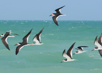 The Gallery: “Rise” Creative Pinellas at PIE