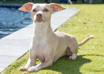 Tampa Magazine’s Most Paw-some Pet Contest