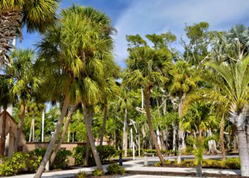 Why Tampa Homeowners Are Replacing High-Maintenance Landscaping With Native Plants