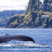 My Trip: Vancouver Island